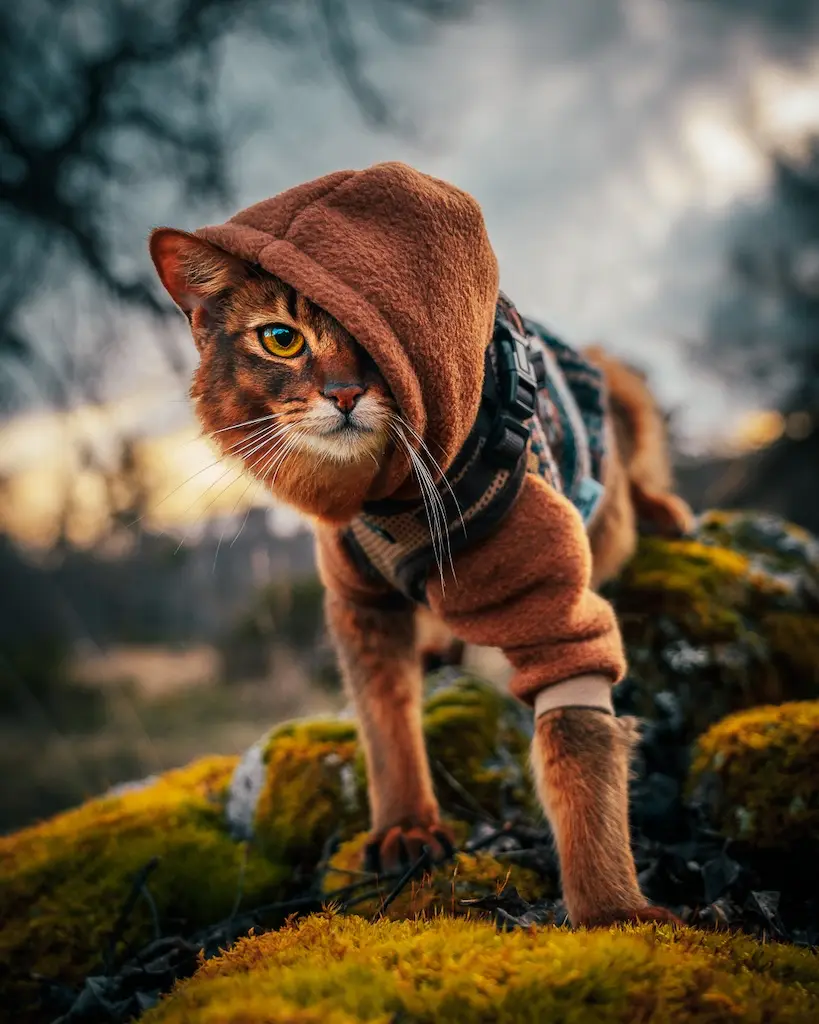 Call of Senja - Chat à capuche